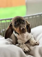 AKC Tilly, a female Miniature Dachshund for sale in Addison, IL – 2 of 4