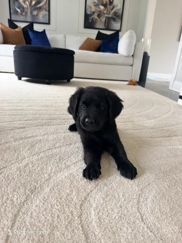 Chuck – Labrador Retriever puppy for sale in Addison, IL