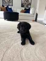 Chuck, a male Labrador Retriever for sale in Addison, IL – 1 of 1