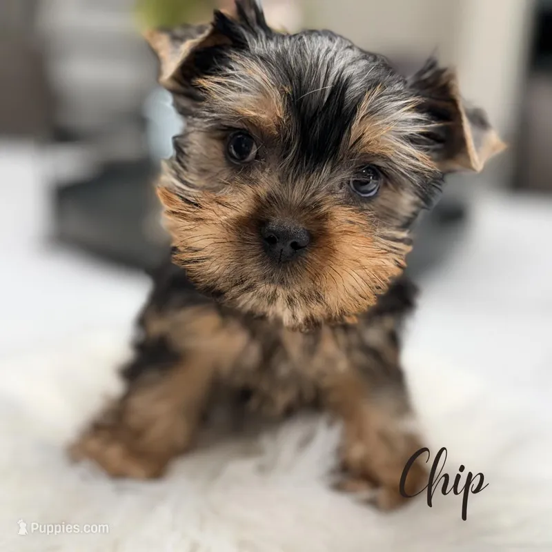 Chip, a male Yorkshire Terrier for sale in Addison, IL – Photo 1 of 1