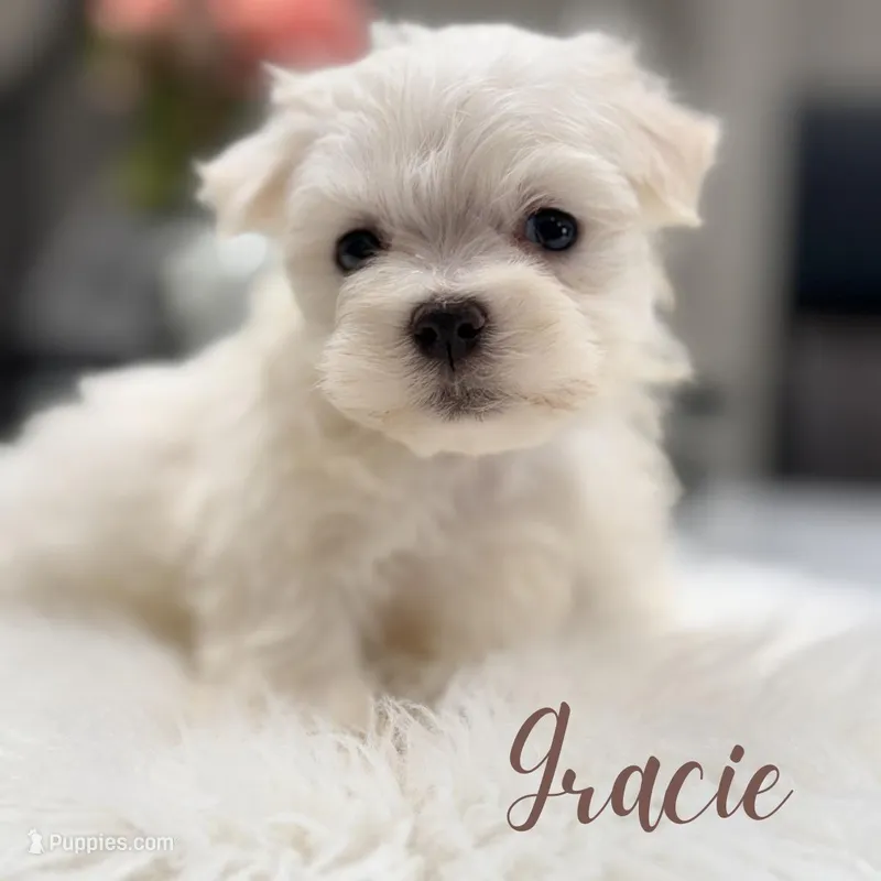 Gracie, a female Maltese for sale in Addison, IL – Photo 1 of 1