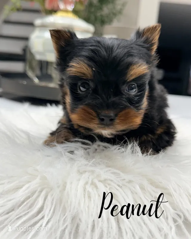 Peanut