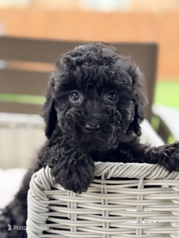 Eddie – Miniature Goldendoodle puppy for sale in Addison, IL