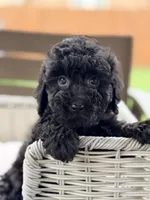 Eddie, a male Miniature Goldendoodle for sale in Addison, IL – 1 of 2