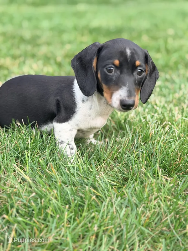 AKC Dora – Miniature Dachshund puppy for sale in Addison, IL