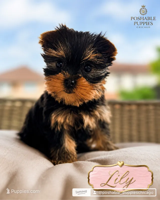 AKC Lily – Yorkshire Terrier puppy for sale in Addison, IL