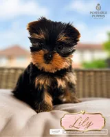 AKC Lily, a female Yorkshire Terrier for sale in Addison, IL – 1 of 1