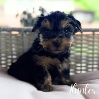Hunter, a male Yorkshire Terrier for sale in Addison, IL – 1 of 1
