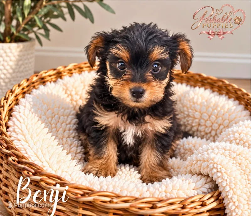 Benji – Yorkshire Terrier puppy for sale in Addison, IL