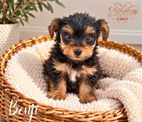 Benji, a male Yorkshire Terrier for sale in Addison, IL – 1 of 1