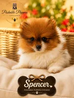 Spencer, a male Pomeranian for sale in Addison, IL – 1 of 1