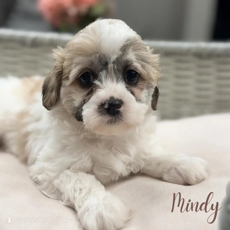 Mindy, a female Shih Tzu and Poodle - Miniature  for sale in Addison, IL – Photo 1 of 1