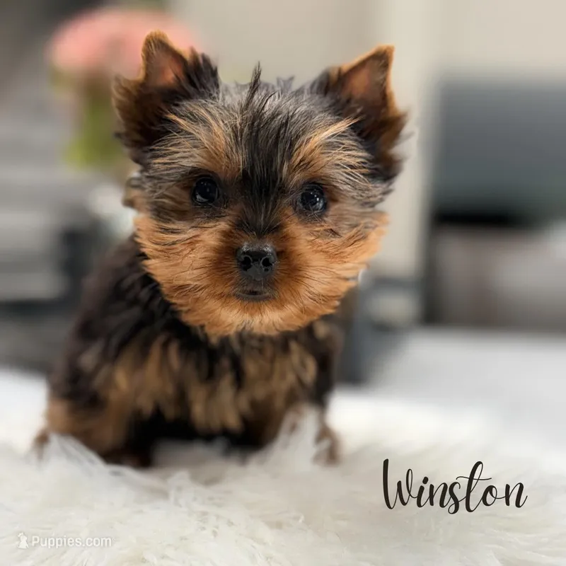 Winston, a male Yorkshire Terrier for sale in Addison, IL – Photo 1 of 1