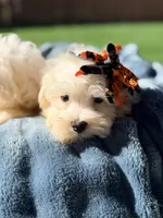 Buffie, a female Maltese for sale in Addison, IL – 2 of 2
