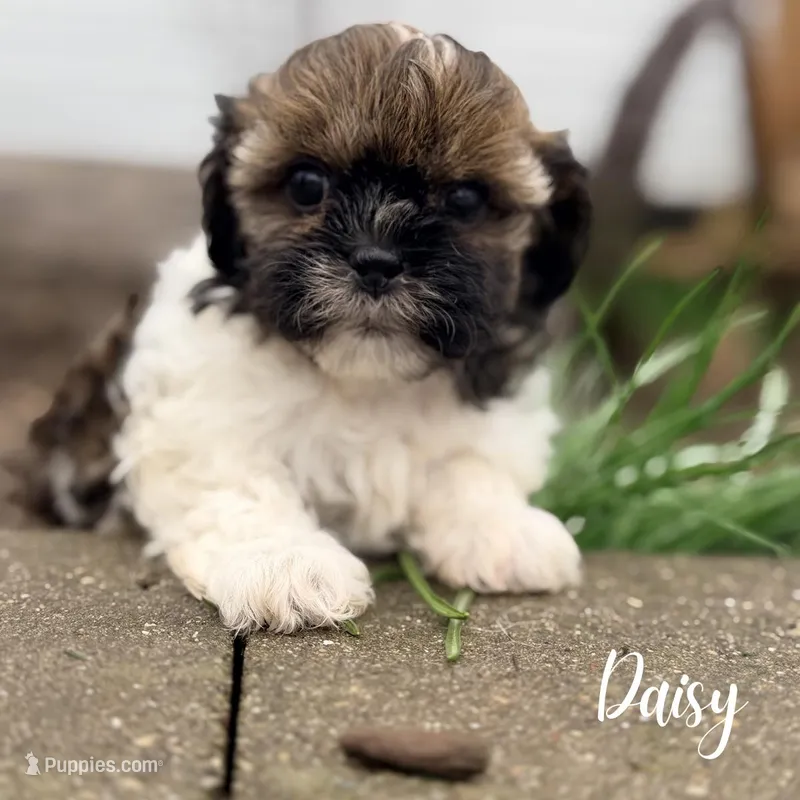 Daisy – Shihpoo puppy for sale in Addison, IL