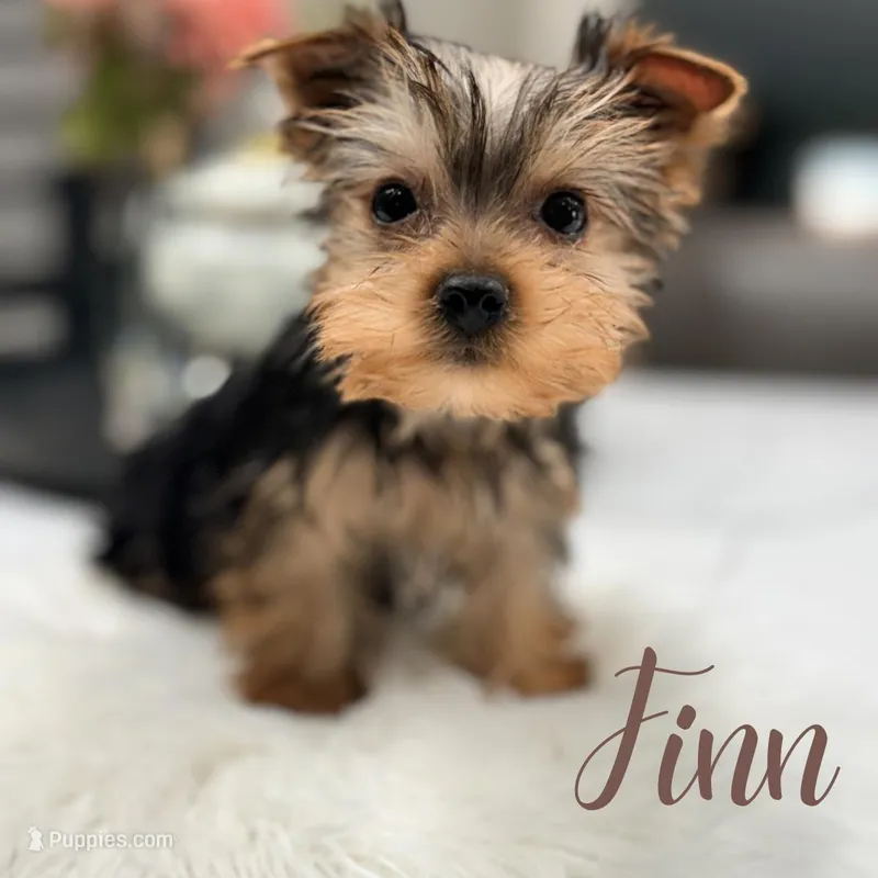 Finn, a male Yorkshire Terrier for sale in Addison, IL – Photo 1 of 1