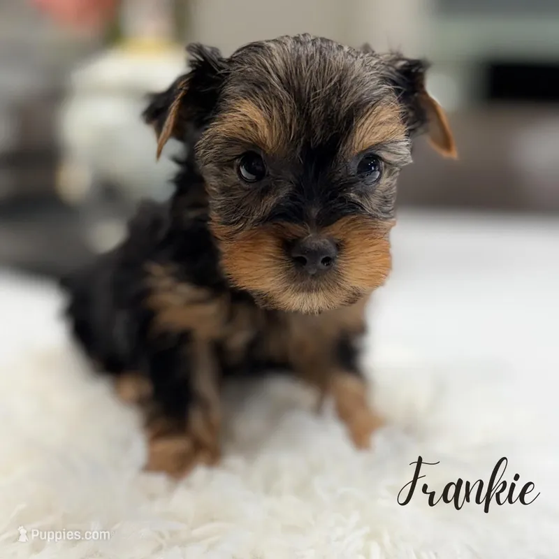 Frankie – Yorkshire Terrier puppy for sale in Addison, IL
