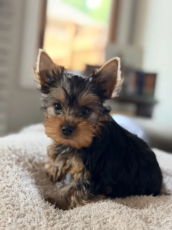 Hawk – Yorkshire Terrier puppy for sale in Addison, IL