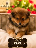 Ash, a male Pomeranian for sale in Addison, IL – 1 of 1