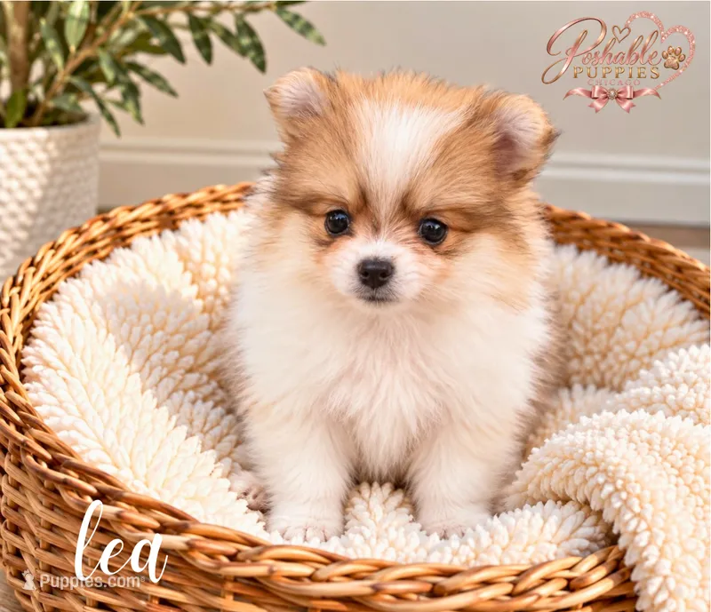 Lea – Pomeranian puppy for sale in Addison, IL