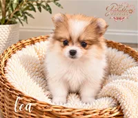 Lea, a female Pomeranian for sale in Addison, IL – 1 of 1