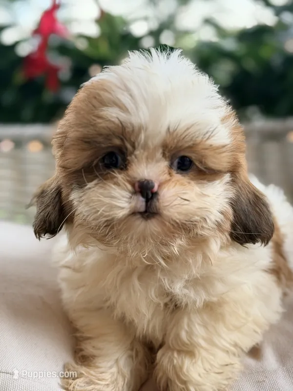 Shih tzu – Shih Tzu puppy for sale in Addison, IL