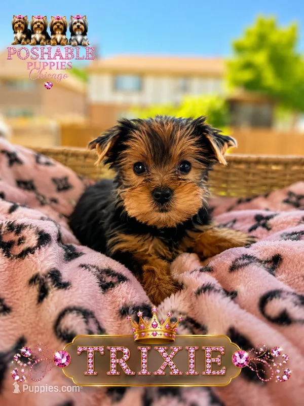 Trixie – Yorkshire Terrier puppy for sale in Addison, IL