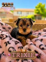 Trixie, a female Yorkshire Terrier for sale in Addison, IL – 1 of 1