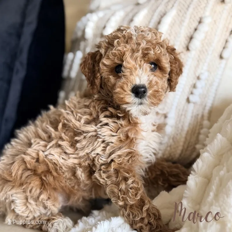 Marco – Poodle - Miniature  puppy for sale in Addison, IL