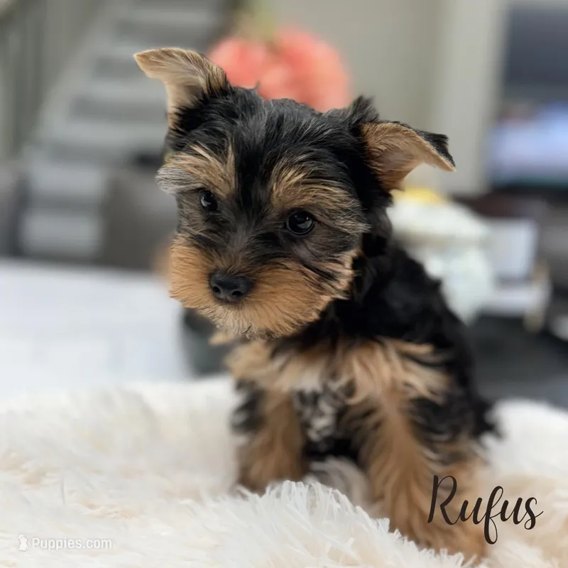 AKC Rufus – Yorkshire Terrier puppy for sale in Addison, IL