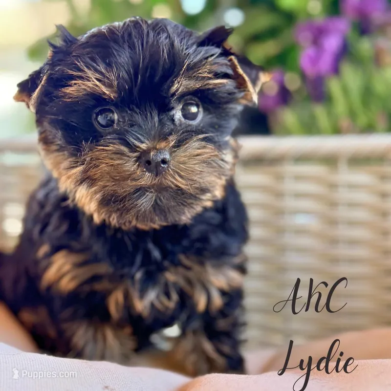 AKC Lydia – Yorkshire Terrier puppy for sale in Addison, IL