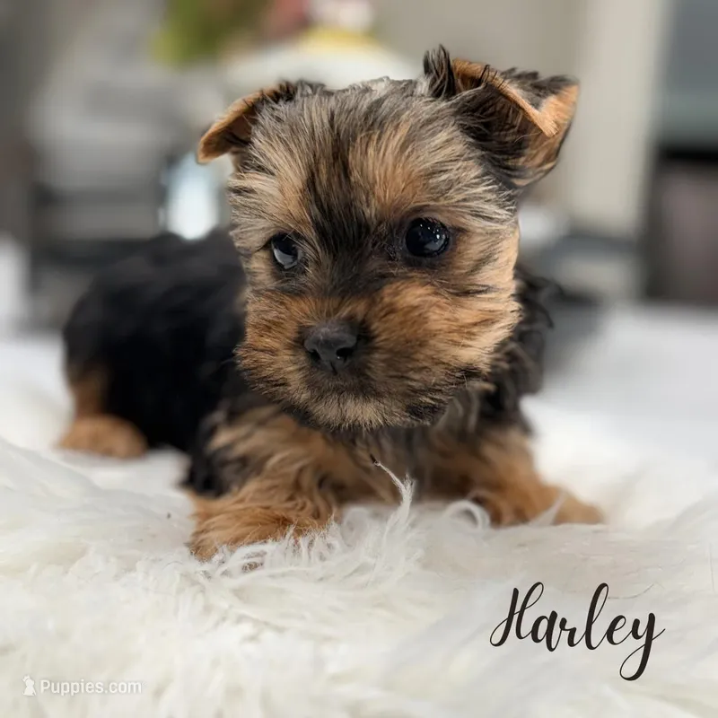 Harley, a male Yorkshire Terrier for sale in Addison, IL – Photo 1 of 1