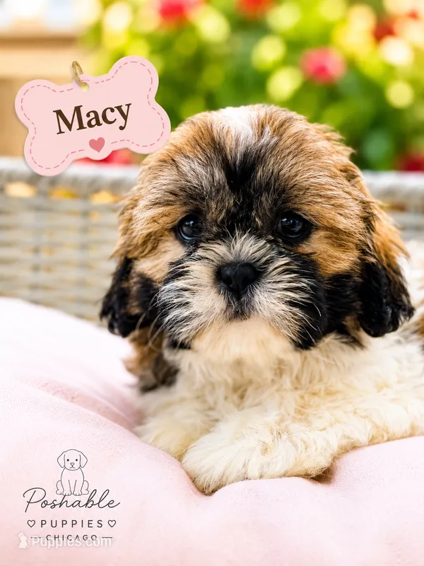 Macy – Shih Tzu puppy for sale in Addison, IL