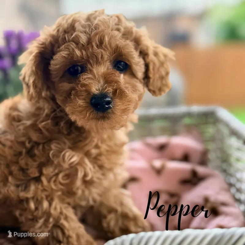 Pepper – Poodle - Toy  puppy for sale in Addison, IL