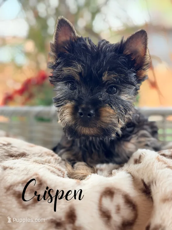 Crisper – Yorkshire Terrier puppy for sale in Addison, IL