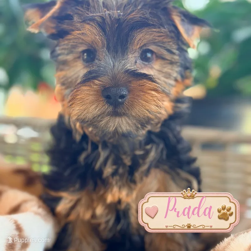 Prada – Yorkshire Terrier puppy for sale in Addison, IL