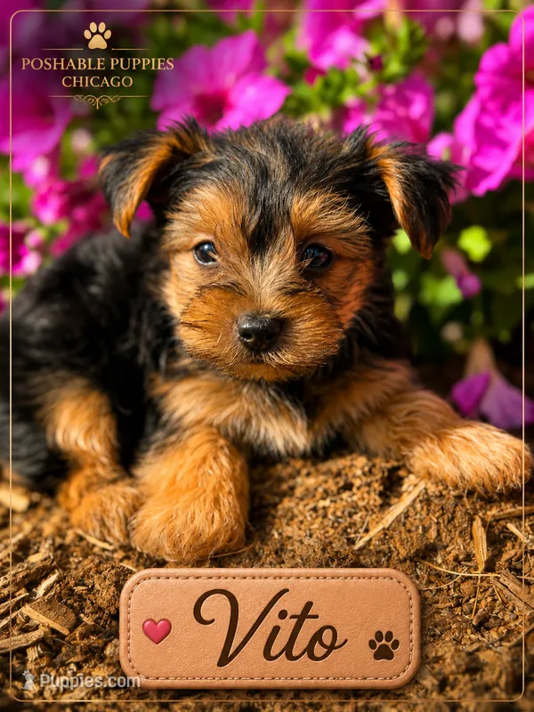 Vito – Yorkshire Terrier puppy for sale in Addison, IL