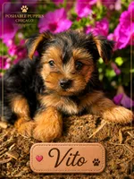 Vito, a male Yorkshire Terrier for sale in Addison, IL – 1 of 1