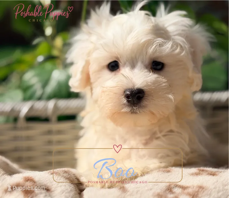 Boo – Maltese puppy for sale in Addison, IL