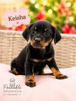 Keisha, a female Miniature Dachshund for sale in Addison, IL – 1 of 1
