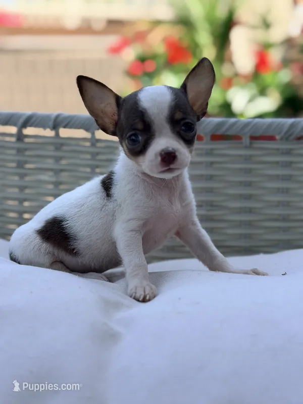 Lady – Chihuahua puppy for sale in Addison, IL