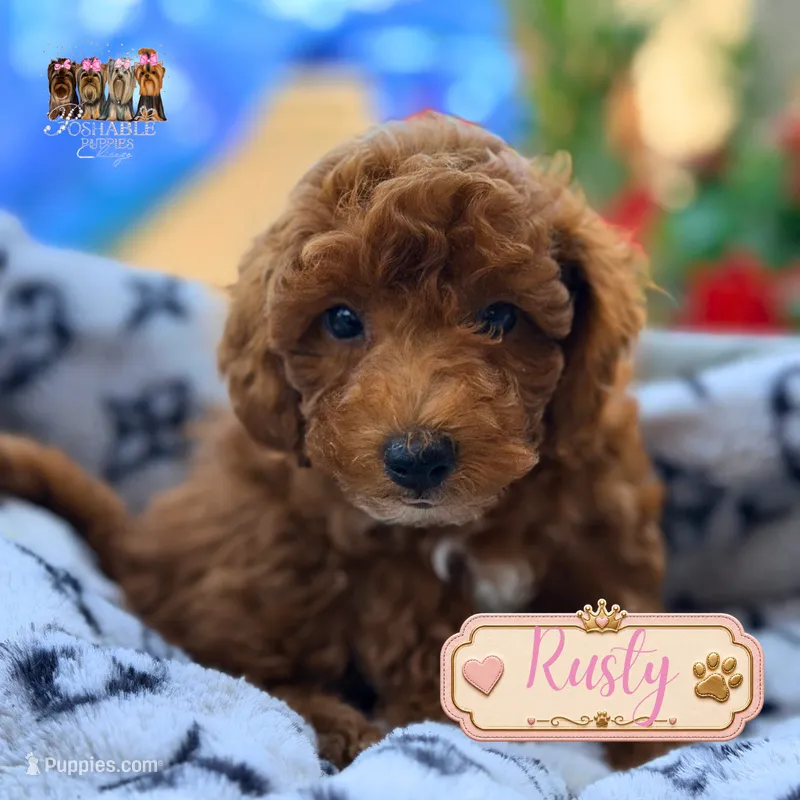 Rusty – Miniature Goldendoodle puppy for sale in Addison, IL