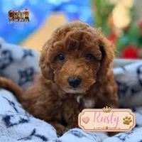 Rusty, a male Miniature Goldendoodle for sale in Addison, IL – 1 of 1