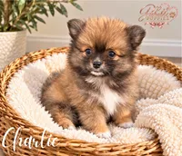 Charlie, a female Pomeranian for sale in Addison, IL – 1 of 1