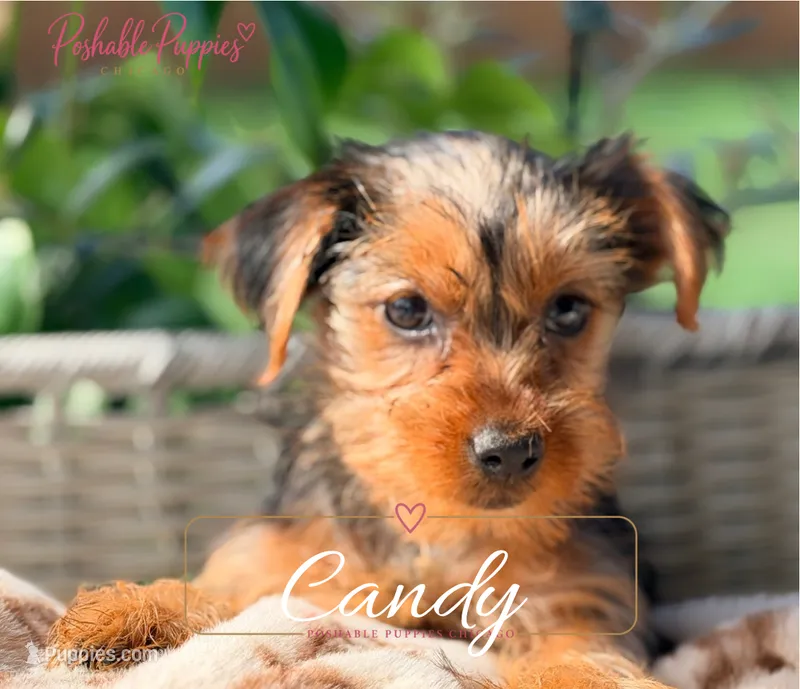 Candy – Yorkshire Terrier puppy for sale in Addison, IL