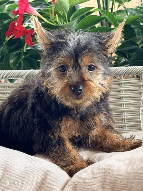Simon – Yorkshire Terrier puppy for sale in Addison, IL