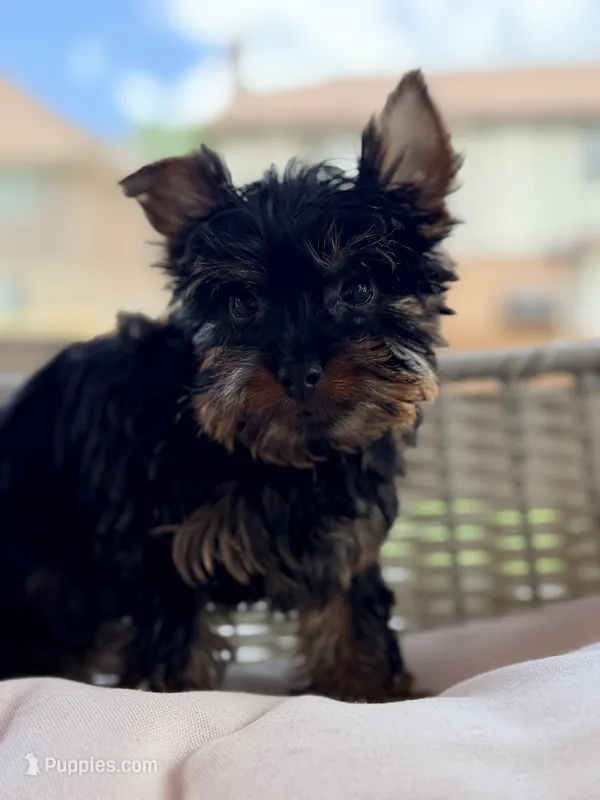 Lucky – Yorkshire Terrier puppy for sale in Addison, IL