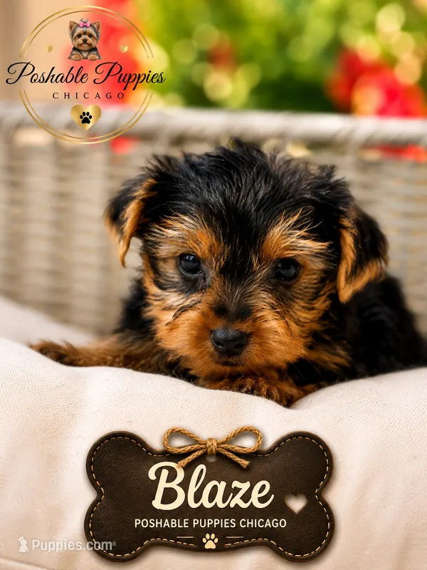 Blaze – Yorkshire Terrier puppy for sale in Addison, IL