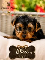Blaze, a male Yorkshire Terrier for sale in Addison, IL – 1 of 1