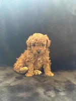 Lovie, a female Poodle - Toy  for sale in Addison, IL – 2 of 2